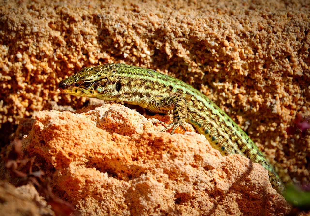 A Balearic lizard basking in the sunlight on rocky terrain, Cala Rajada, Spain.